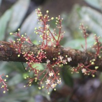 Semecarpus marginatus Thwaites